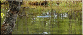 Rising fish in clear water