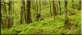 looking for exmoor trout